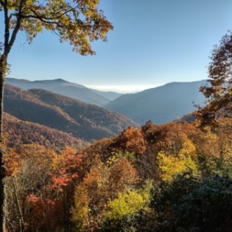 a tree with a mountain in the background