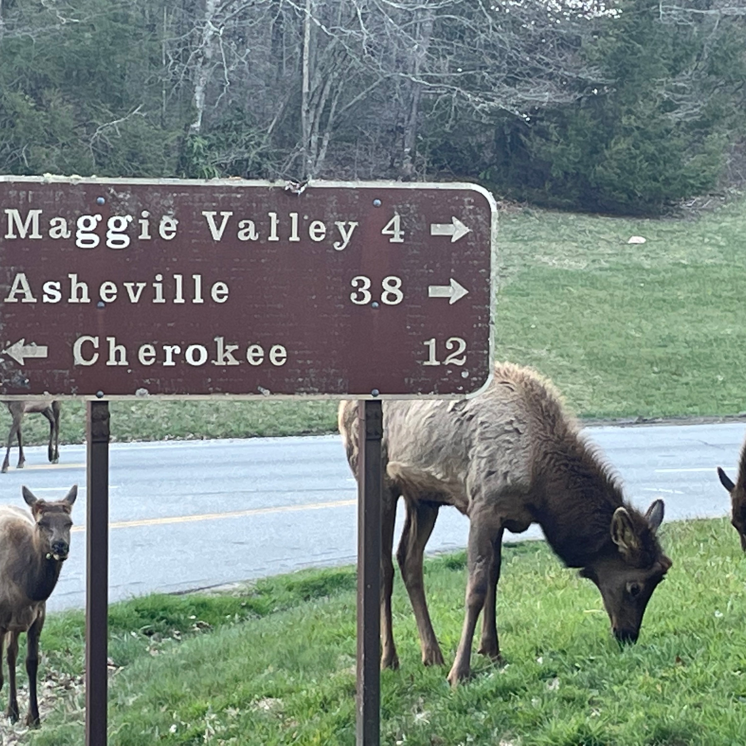 a herd of sheep standing on top of a grass covered field